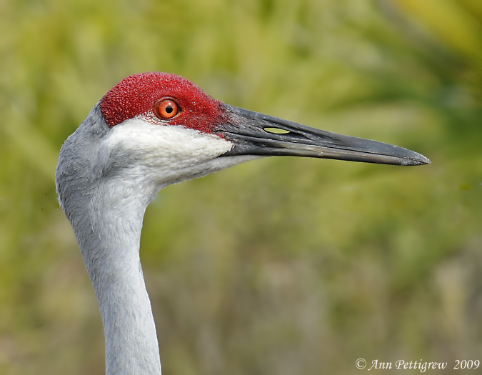 Sandhill Crane