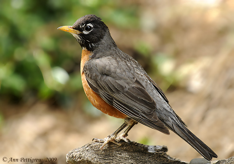 American Robin