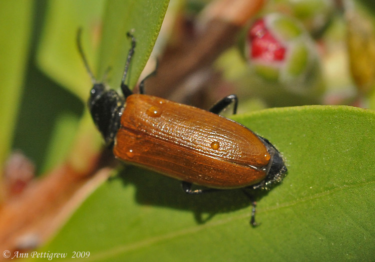 Omophlus Beetle
