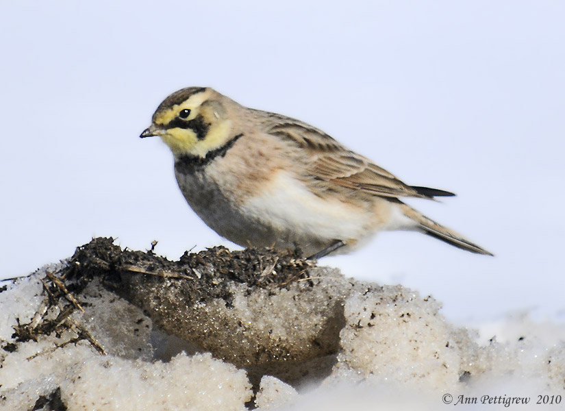 Horned Lark