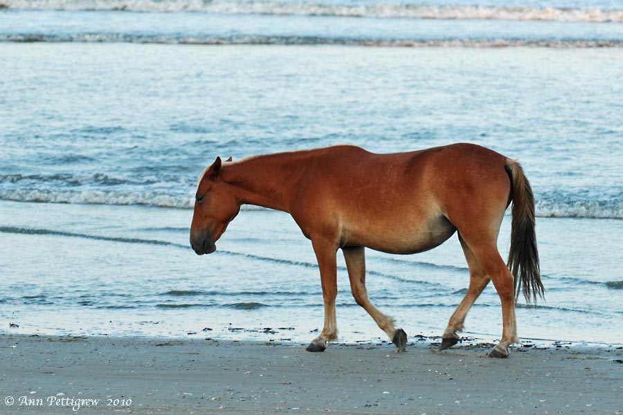 Wild Horse in Corolla