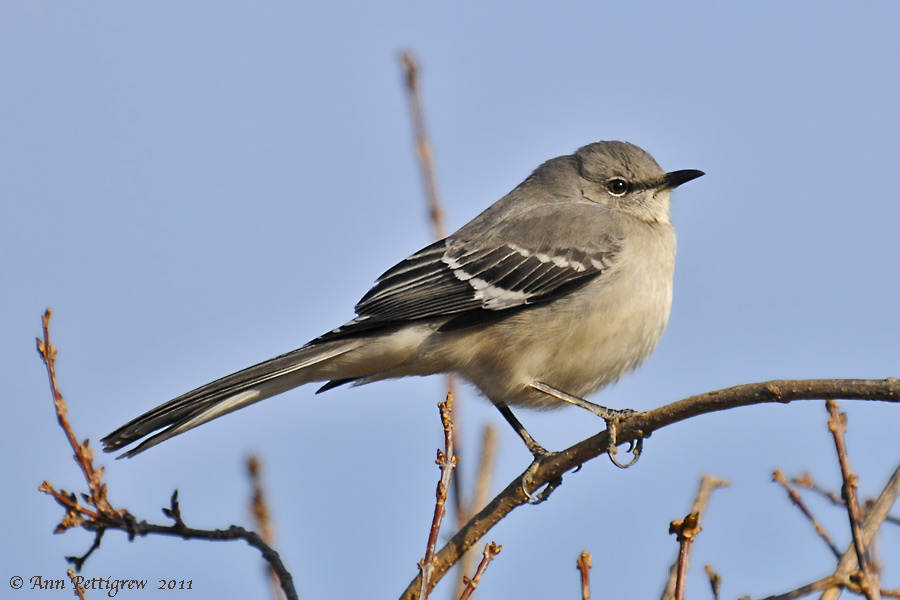 Northern Mockingbird