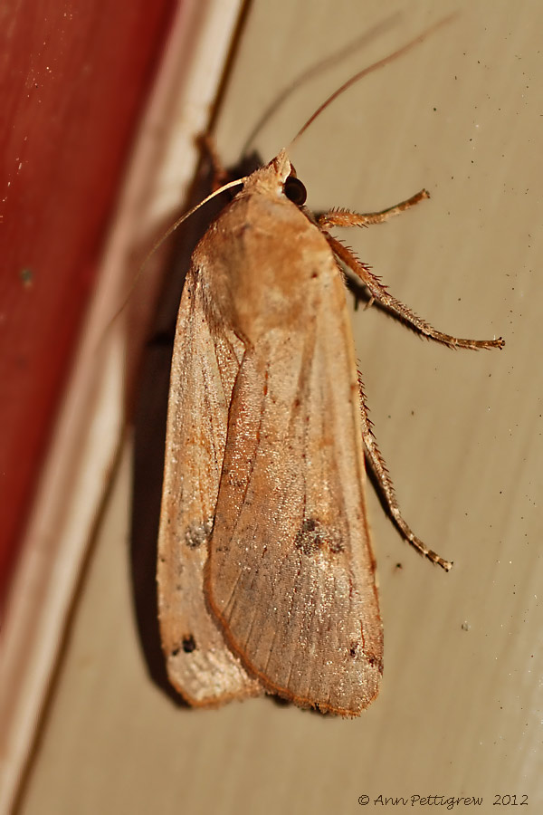 European Yellow Underwing 13-Sept-2012---0084.jpg