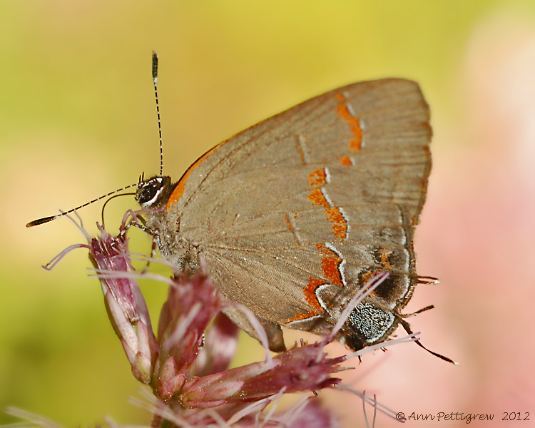 Red-banded Hairstreak