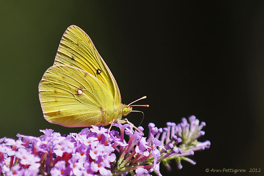 Sulphur sp.
