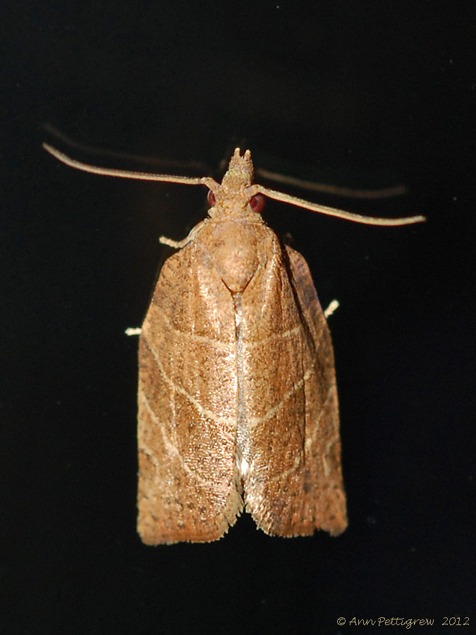 Three-lined Leafroller
