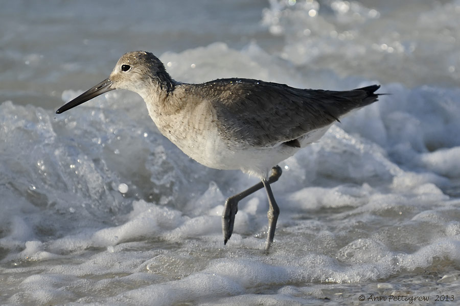 Willet