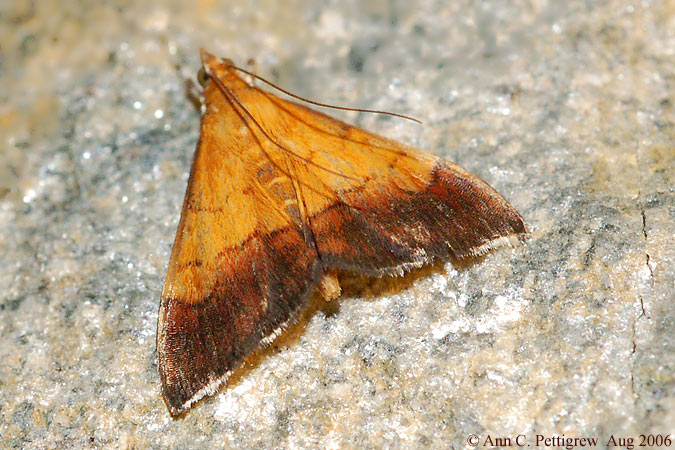 Pyrausta Bicolored Moth (Pyrausta bicoloralis)