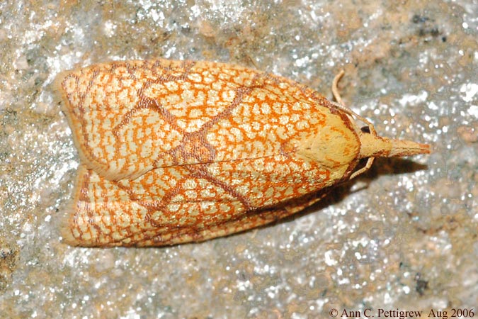 Reticulated Sparganothis (Sparganothis reticulatana)
