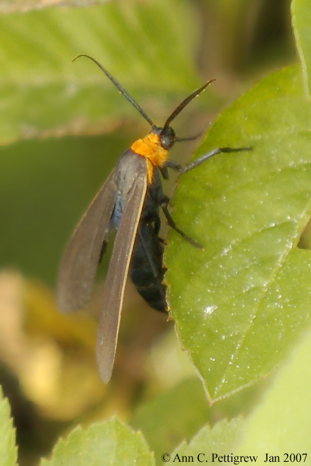 Yellow-collared Scape Moth