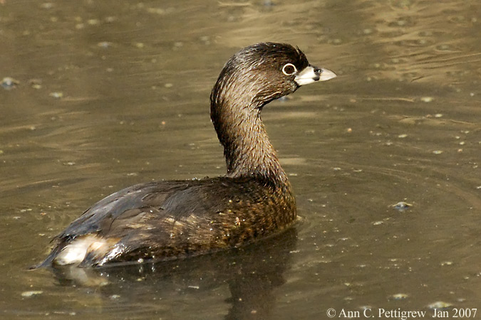 Pied-billed Grebe