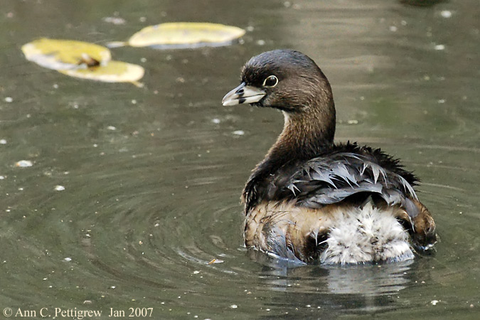 Pied-billed Grebe