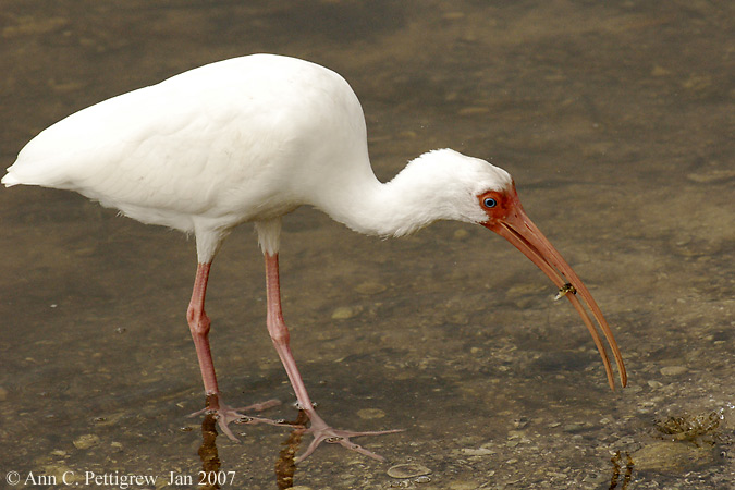 White Ibis