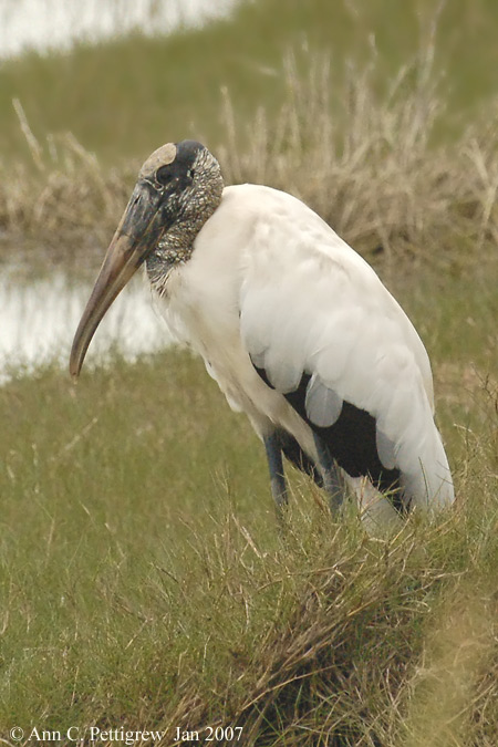 Wood Stork