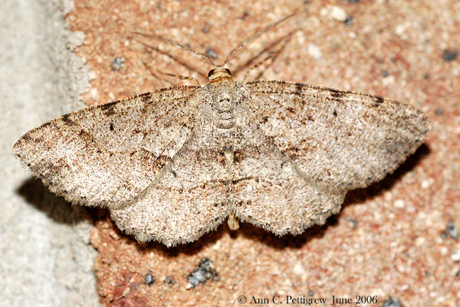 Moth sp.