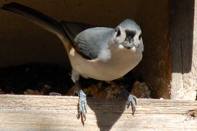 Tufted Titmouse