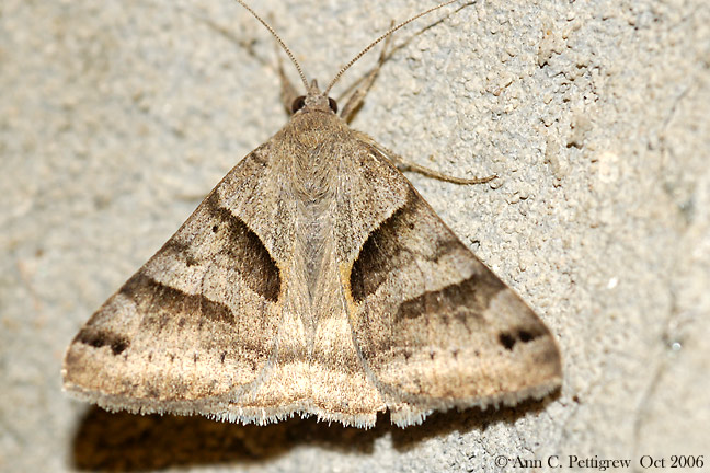 Forage Looper Moth