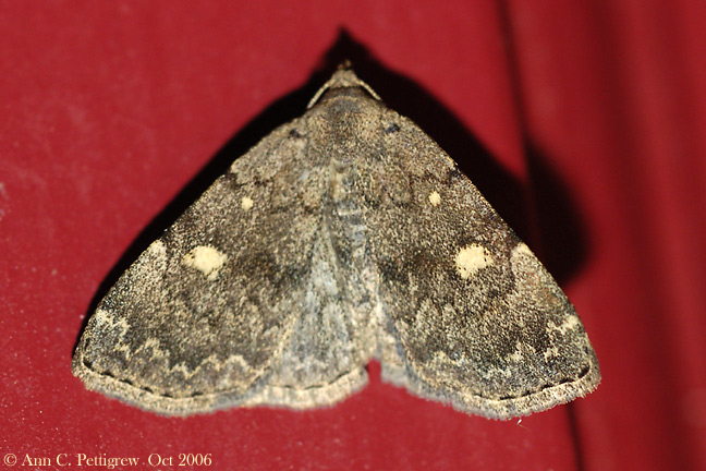 Moth sp.