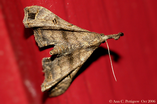 Faint-spotted Palthis Moth