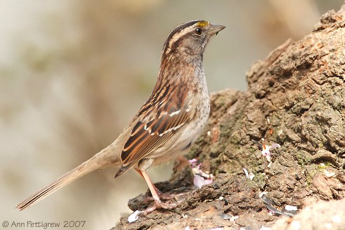 White-throated Sparrow