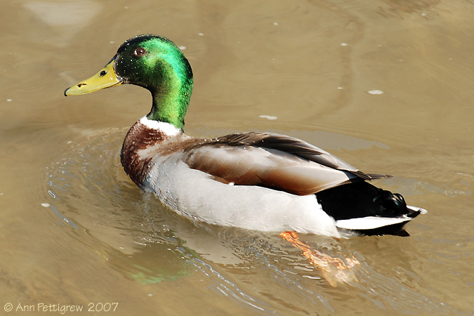 Mallard Drake