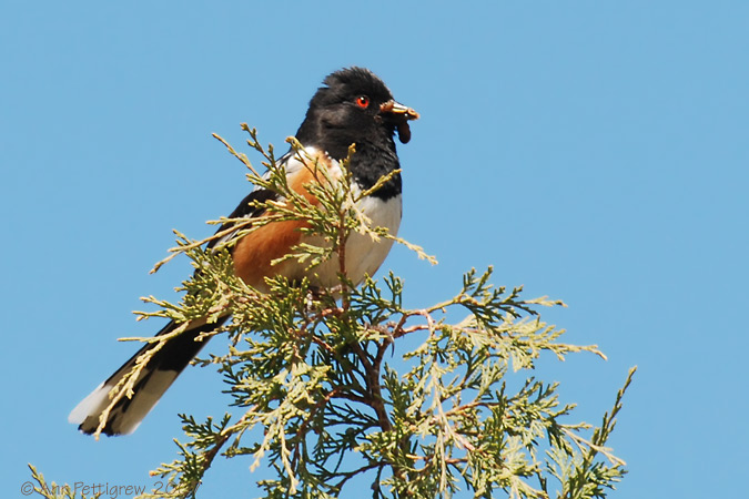 Spotted Towhee