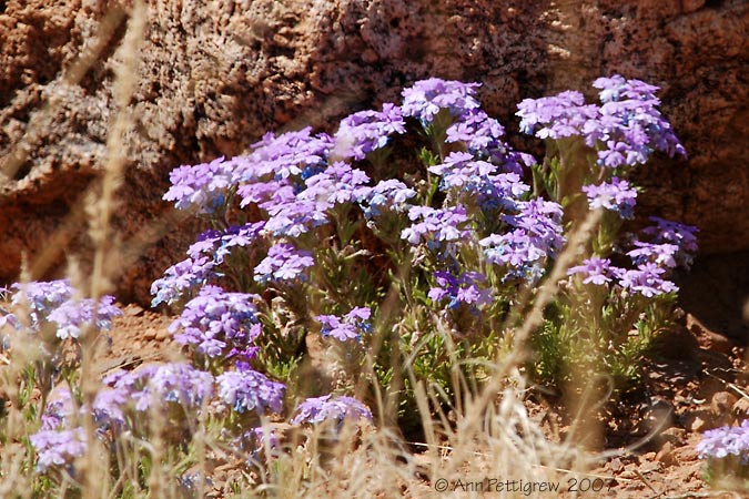 New Mexico Wildflower