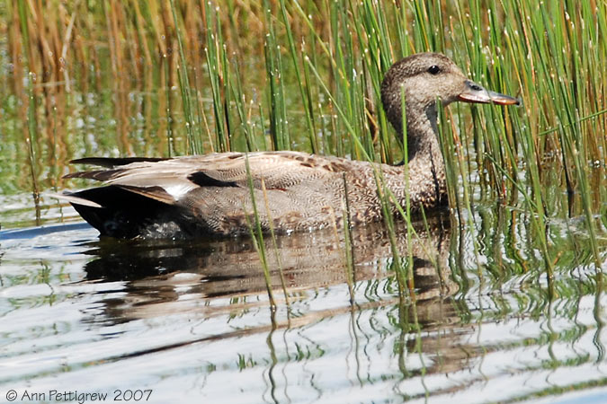 Gadwall