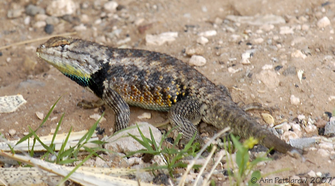 Desert Spiny Lizard - Male