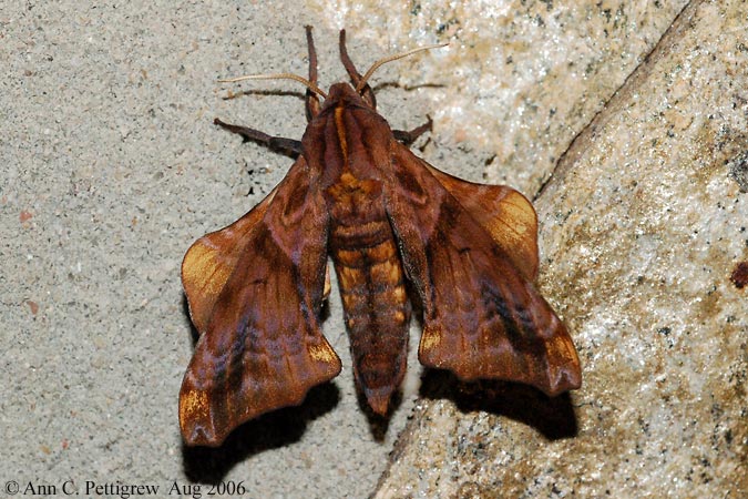 Small-eyed Sphinx