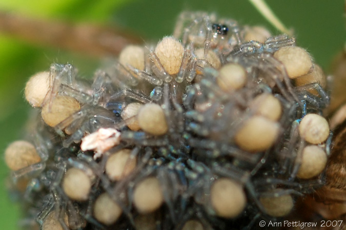 Wolf Spider Hatchlings