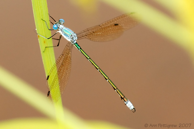 Amber-winged Spreadwing