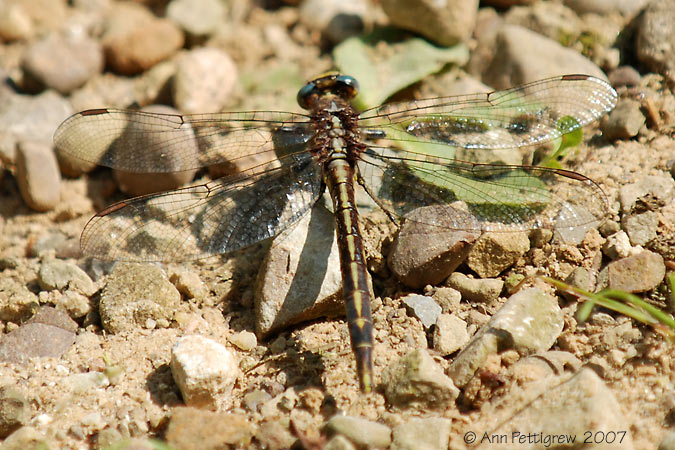 Clubtail sp.