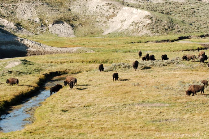 Bison in Hayden