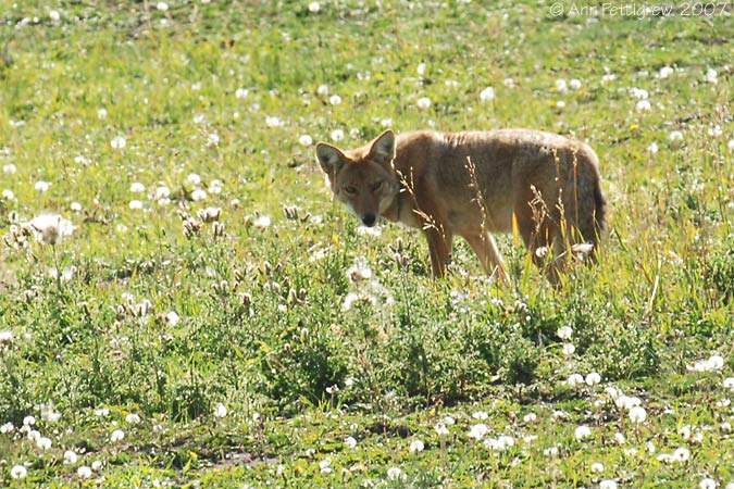 Coyote