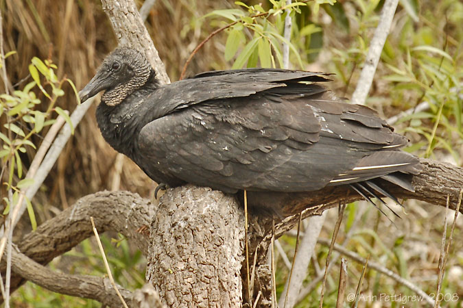 Black Vulture