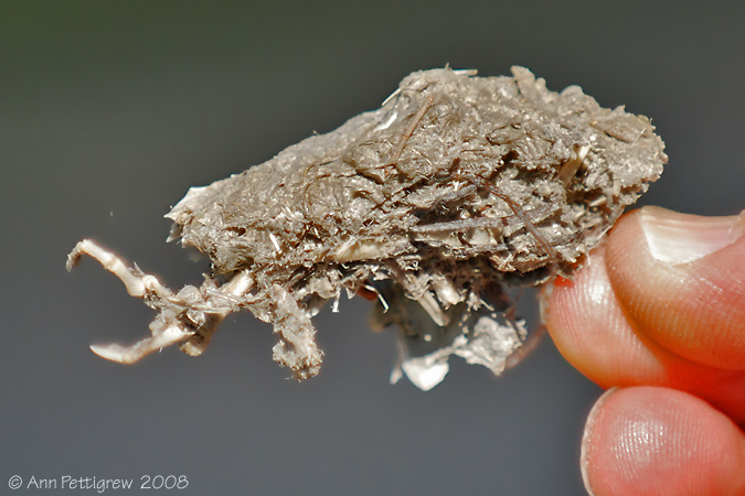 Great Horned Owl Pellet