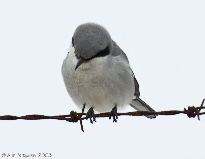 Loggerhead Shrike