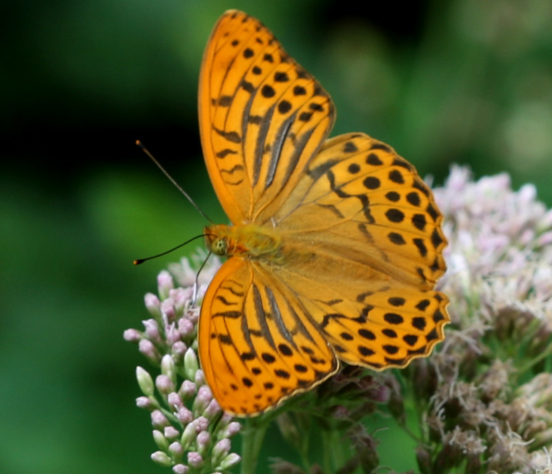 SILVER WASHED FRITILLARY