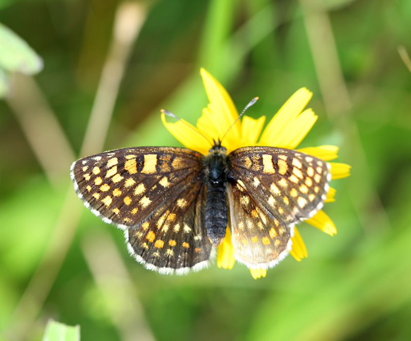 Duke of Burgundy.