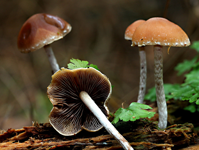 Hypholoma marginatum ( Snakeskin Brownie.)