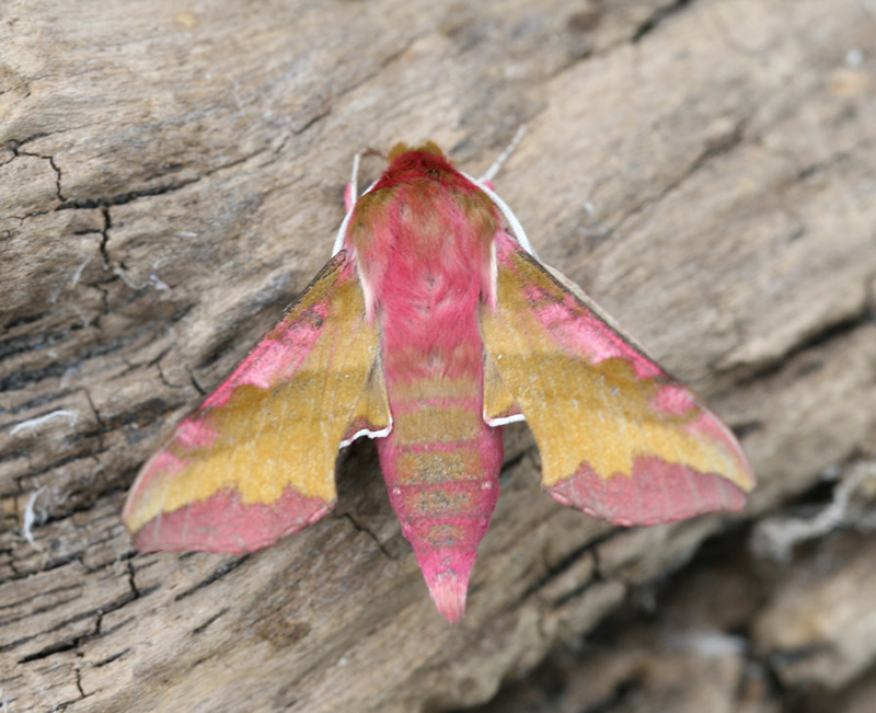 Small Elephant Hawkmoth - Deilephila porcellus