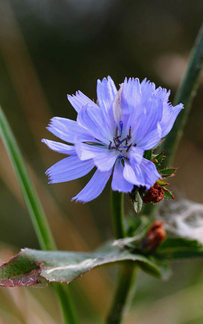 WILD FLOWERS