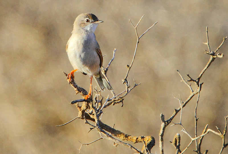 Spectacled Warbler