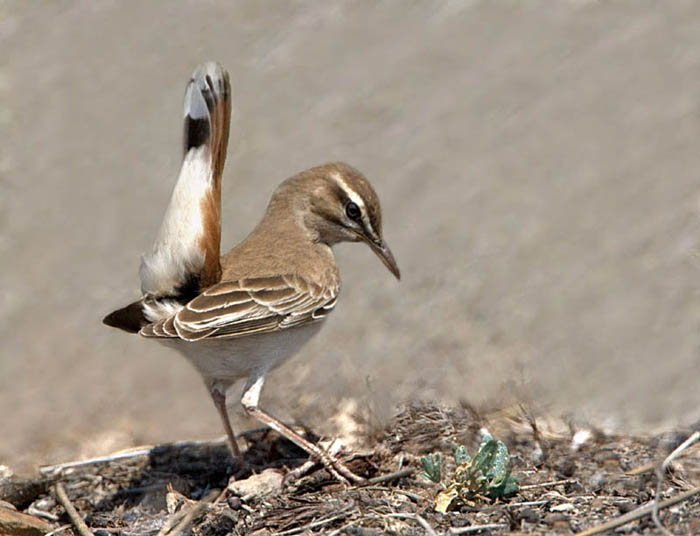 RUFOUS BUSH ROBIN - Cercotrichas galactotes