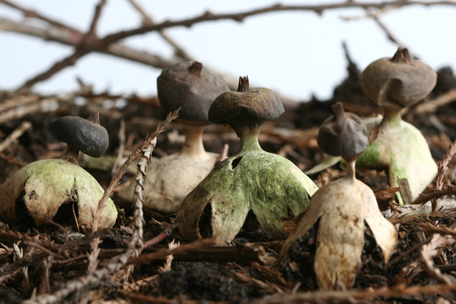 Geastrum pectinatum.