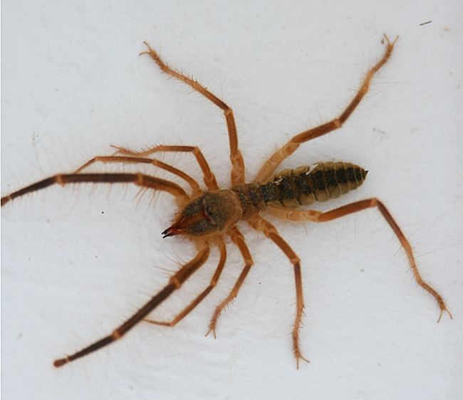 Camel Spider.