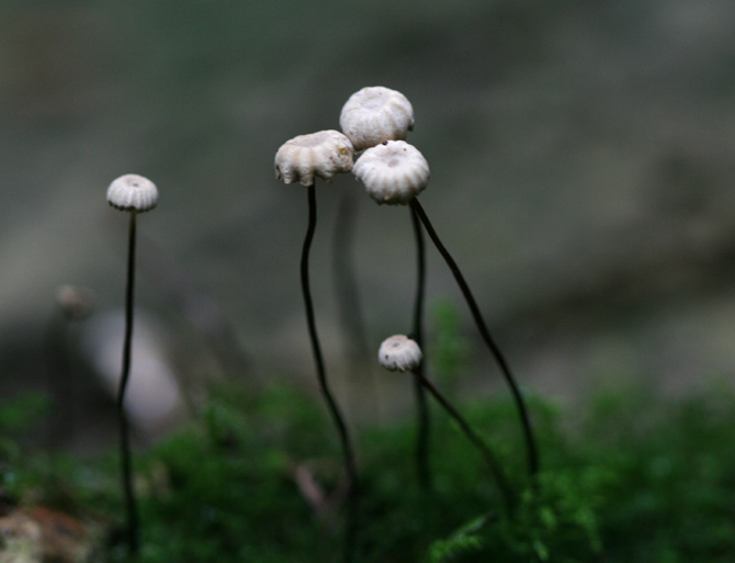 Marasmius rotula.