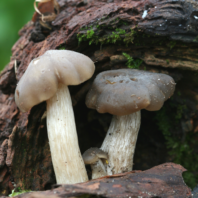 Entoloma clypeatum.