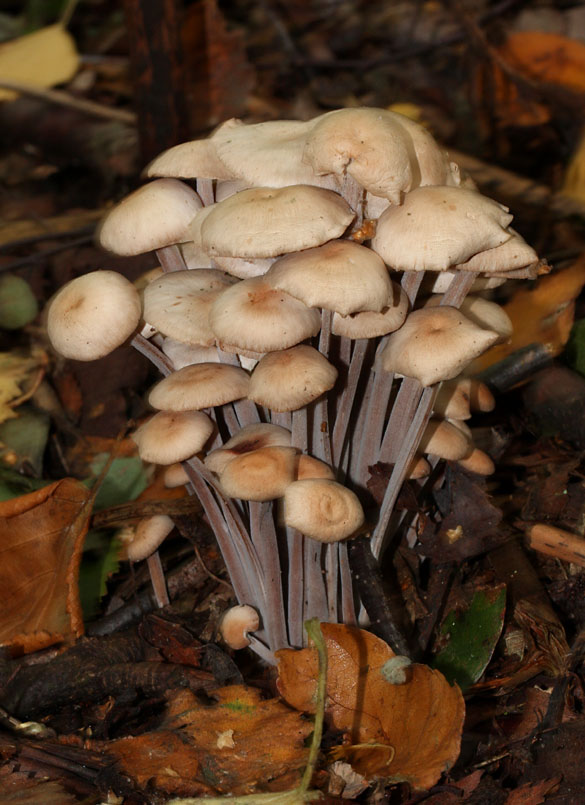 Collybia confluens (clustered tough shank)